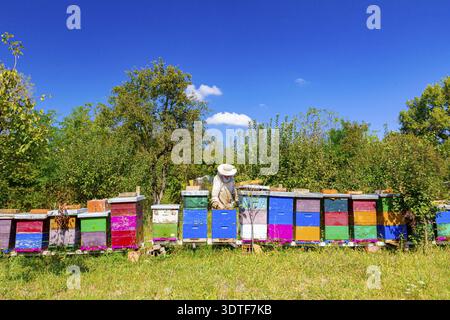 L'apiculteur regarde l'activité de l'essaim au-dessus du nid d'abeilles sur le cadre en bois, situation de contrôle dans la colonie d'abeilles Banque D'Images