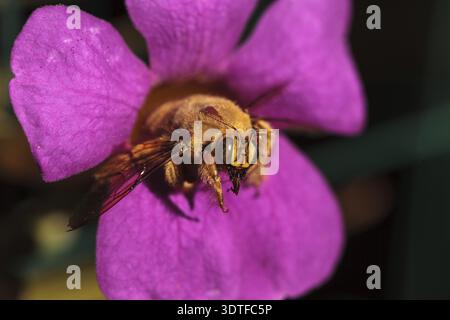 Abeille charpentier mâle de la vallée de couleur or, nom scientifique Xylocopa varipuncta, également appelé ours en peluche. Les mâles ne piquent pas Banque D'Images