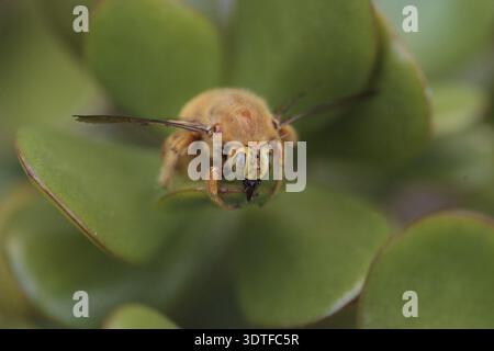 Abeille charpentier mâle de la vallée de couleur or, nom scientifique Xylocopa varipuncta, également appelé ours en peluche. Les mâles ne piquent pas Banque D'Images