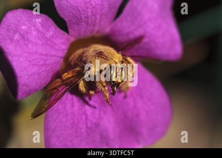 Abeille charpentier mâle de la vallée de couleur or, nom scientifique Xylocopa varipuncta, également appelé ours en peluche. Les mâles ne piquent pas Banque D'Images
