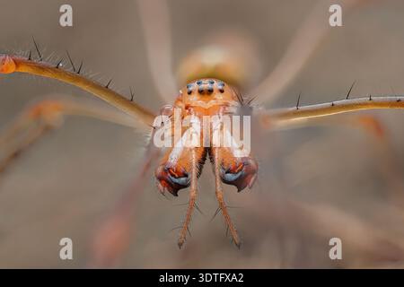 Portrait de visage macro extrême d'une araignée tendue argentée (Tetragnatha montana) mettant en évidence des chélicères allongées, Java central, Indonésie. Banque D'Images