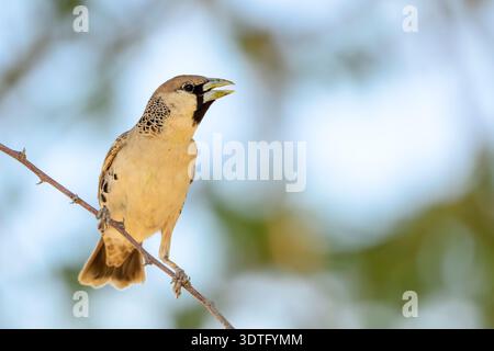 Tisserand sociable (Philetairus socius) perché sur une brindille, parc national d'Etosha, Namibie. Banque D'Images