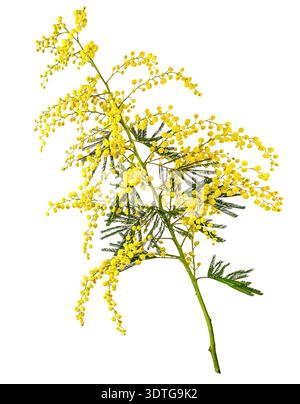 Branche d'arbre mimosa isolée sur fond blanc Banque D'Images