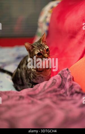 Chat tabby domestique assis sur une couverture rose et rouge, regardant attentivement sur le côté Banque D'Images