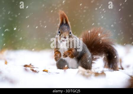 Portrait rapproché d'un écureuil roux vigilant, Sciurus vulgaris, avec des touffes d'oreilles duveteuses. Banque D'Images