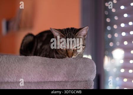 Chat Tabby reposant confortablement sur un arbre à chat moelleux, les yeux fermés et détendus Banque D'Images