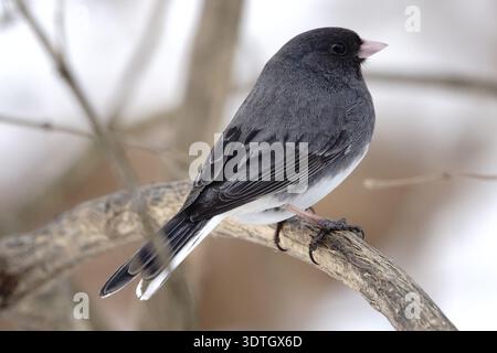 Gros plan d'un junco aux yeux foncés, ou oiseau des neiges Banque D'Images