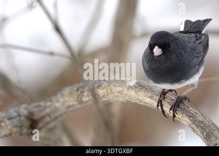 Un junco aux yeux foncés, ou oiseau des neiges, perché sur une branche en hiver Banque D'Images