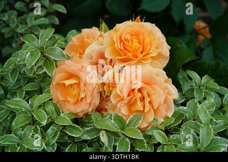 Belles roses orange Banque D'Images