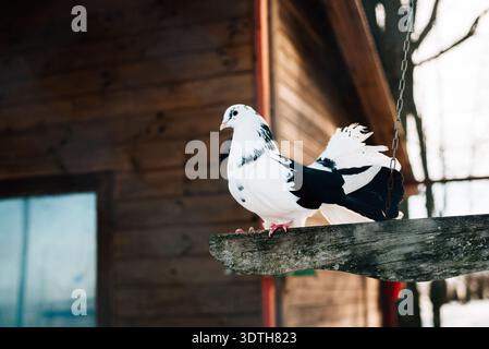 Pigeon noir et blanc de race pure Banque D'Images