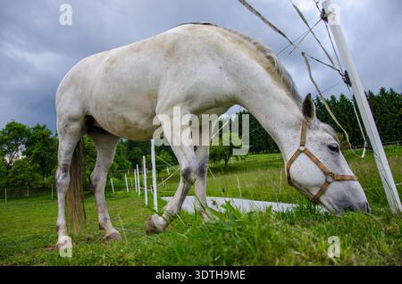 Cheval blanc pâturant sur les pâturages verts sous le ciel nuageux, vue à angle bas avec poteaux de clôture électrique et paysage rural. Banque D'Images