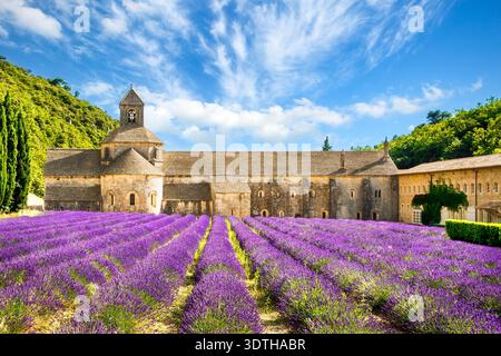 Champs de lavande en fleurs devant l'Abbaye notre Dame de Senanque, Gordes, Provence, France Banque D'Images