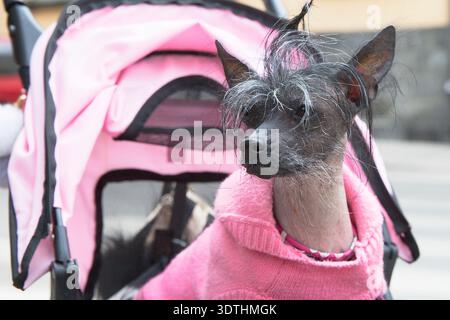 Chien Crested chinois sans poils en pull rose assis dans une poussette pour animaux de compagnie à Stockholm. Banque D'Images