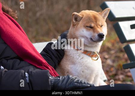 Un Shiba Inu assis calmement sur un banc de parc à côté de son propriétaire à Axelsberg, Stockholm. Banque D'Images