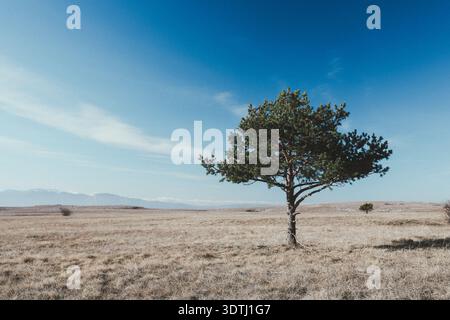 Paysage minimaliste avec un pin solitaire debout dans une prairie sèche sous un ciel bleu clair. Banque D'Images
