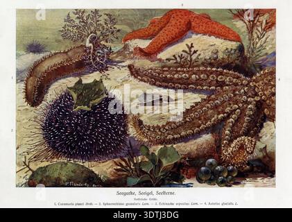 Invertébrés marins des fonds marins, peint au début des années 1900 par l’artiste allemand Paul Flanderky (1872 - 1937) pour la 4e édition révisée de l’encyclopédie zoologique « Brehms Tierleben » (vie animale de Brehm), publiée à Leipzig et Vienne 1911 - 1918. Les créatures vues ici sont : 1) concombre de mer ou Seegurke (allemand) (Cucumaria planci) ; 2) oursin violet ou violet ou Seeigel (Sphaerechinus granularis) ; 3) étoile rouge ou Seelterne (Echinaster sepositus) ; et 4) étoile épineuse ou Seelterne (Marthasterias glacialis). Banque D'Images