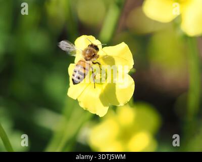 Abeilles mellifera de l’Ouest (Apis mellifera) volant au loin d’une buttercup des Bermudes (Oxalis pes-caprae) Banque D'Images