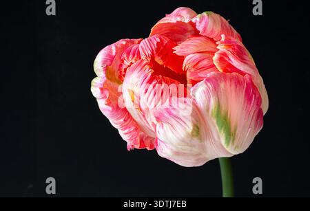 Tulipe de perroquet abricot sur fond noir. Banque D'Images