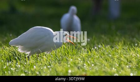 Aigrette bovine Bubulcus ibis se nourrissant de vers de terre dans l'herbe à Hayling Island, Hampshire, Royaume-Uni, vue en angle bas mettant en évidence le comportement de recherche de nourriture. Banque D'Images