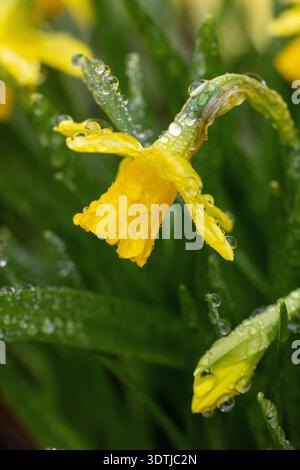 Fleur de jonquille jaune montrant des gouttelettes d'eau rafraîchissantes sur ses pétales et ses feuilles vertes, représentant le renouvellement, la croissance et la beauté de la saison printanière Banque D'Images