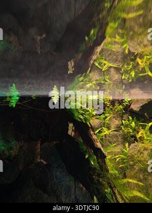 Photo en gros plan des plantes et des pierres du lac est sous l'eau, avec réflexion Banque D'Images