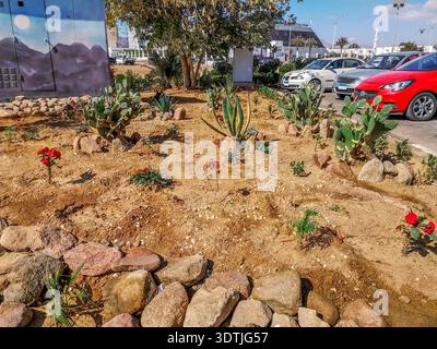 Parterre de fleurs avec des plantes solitaires dans la rue de la ville tropicale de Sharm El Sheikh (Egypte). Cactus, aloès et autres fleurs du désert poussent à partir du sable Banque D'Images