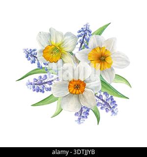 Fleurs printanières. Bouquet aquarelle de jonquilles blanches et jaunes avec muscari bleu et feuilles vertes. Parfait pour les cartes, invitations, impressions, emballages Banque D'Images