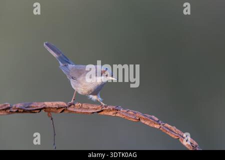 Petit oiseau chanteur méditerranéen, Paruline sarde femelle (Curruca melanocephala), à l'état sauvage. Banque D'Images