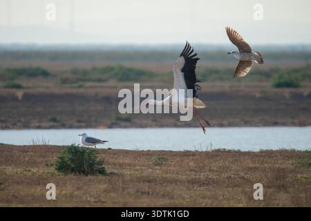 Une majestueuse cigogne blanche, Ciconia ciconia, s'élève au-dessus des marais près de Sanlucar de Barrameda à Donana, mettant en valeur ses ailes expansives et son gracieux fli Banque D'Images