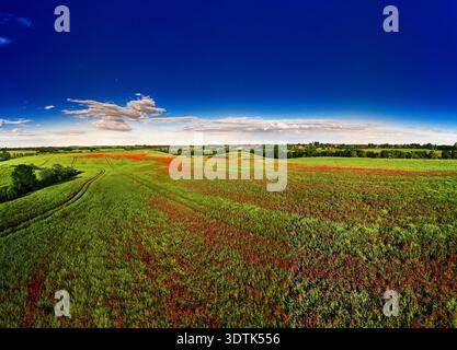 Une vue aérienne panoramique capture un paysage rural à couper le souffle à Golchen, en Allemagne. Les champs vert vif sont peints avec d'innombrables coquelicots rouges vifs Banque D'Images