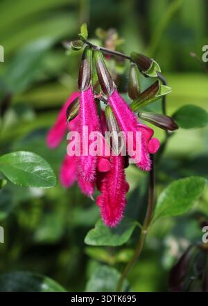 Sauge de Buchanan, Salvia buchananii, Lamiaceae. Mexique, Amérique du Nord. Salvia buchananii, ou sauge de Buchanan, est une espèce de plante à fleurs dans le mi Banque D'Images