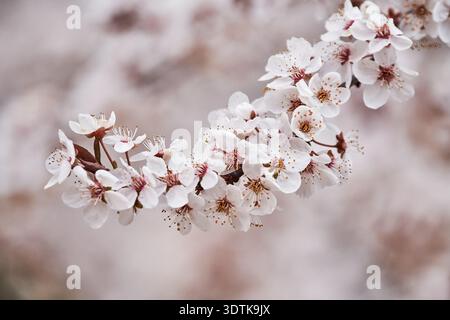 Une photo macro capture une branche gracieuse ornée de nombreuses fleurs blanches délicates, chacune présentant des pétales doux, un centre rouge rosé proéminent Banque D'Images