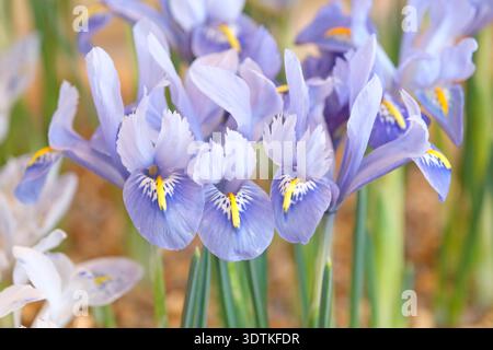 Iris reticulata « Alida » bleu pâle nain en fleur. Banque D'Images