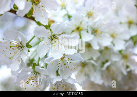 Gros plan sur l'arbre Mirabelle fleuri. Fleurs blanches printanières sur branche - pruneau Mirabelle, prune cerise, Prunus domestica, fond avec foyer sélectif. Banque D'Images