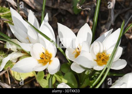 Safran d'hiver, fleurs de Crocus Hyemalis Banque D'Images