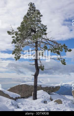 Plan vertical d'un pin solitaire, peut-être un pin Ponderosa ou Jeffrey, debout élastiquement au sommet d'une montagne rocheuse et enneigée Banque D'Images