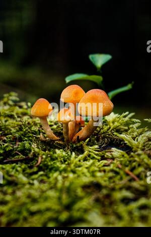 Champignons sur mousse. Examen attentif des champignons orange poussant sur la mousse humide des bois dans Morning Light Banque D'Images
