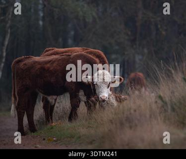 Vache Hereford debout dans un paysage de prairies naturelles Banque D'Images