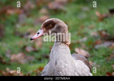 OIE égyptienne debout sur l'herbe dans le parc d'automne Banque D'Images