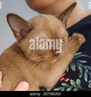 Chaton birman américain Felis catus de couleur champagne avec des yeux jaunes vifs et une courte fourrure brune assis dans des mains humaines dans une pièce. Banque D'Images