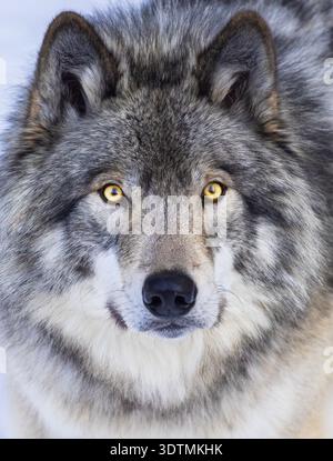 Loup du nord-ouest (Canis lupus occidentalis) en hiver Banque D'Images