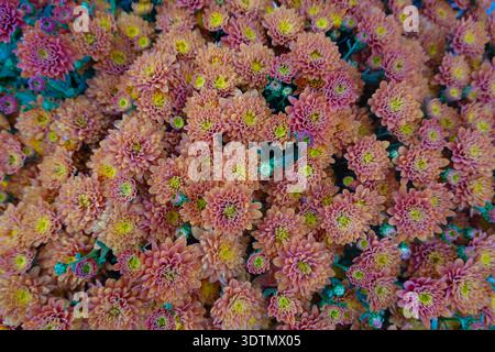 Jardin de Chrysanthemum Morifolium en automne automne Banque D'Images