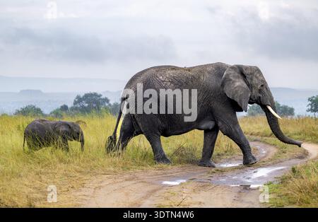Éléphant d'Afrique (Loxodonta africana), mère et jeune traversant la route, Parc National du Serengeti, Tanzanie Banque D'Images