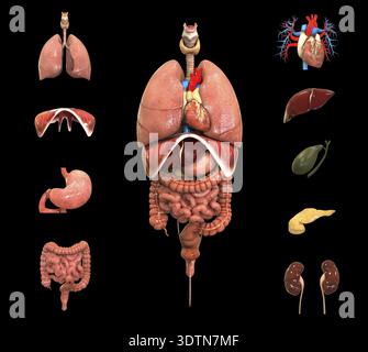 Concept d'illustration 3D de l'anatomie complète des organes internes humains Banque D'Images