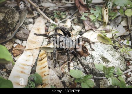 Tarantula spider avec orange poilu retour sur le sol avec des feuilles, Peten, Guatemala Banque D'Images