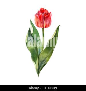 Vif illustration aquarelle peinte à la main d'une tulipe rouge unique sur une tige verte avec des feuilles luxuriantes. Cet élégant élément botanique est parfait pour Banque D'Images