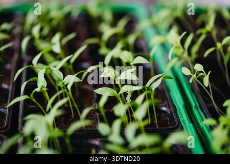 Semer des graines de légumes à l'intérieur pour les semis au début du printemps. Banque D'Images