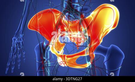 Concept d'illustration 3D du système de squelette humain pelvien ceinture osseuse anatomie Banque D'Images