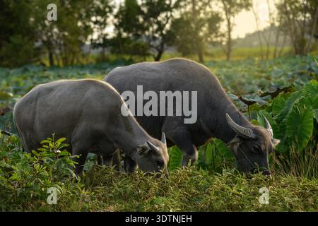Deux buffles d'eau thaïlandais pâturant côte à côte dans un champ rural. Parfait pour l'agriculture, l'élevage et la photographie de campagne. Banque D'Images