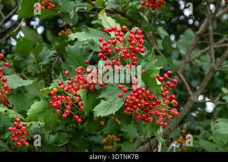 Viburnum opulus également connu sous le nom de rose de Guelder montre des branches remplies de baies rouges vives et de feuillage vert dans un cadre naturel par temps chaud. Banque D'Images